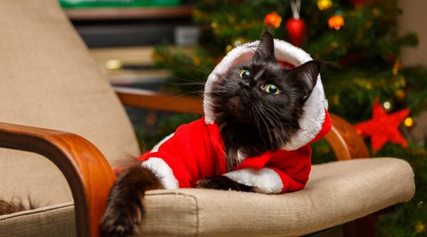Рождественская фотография черной кошки в костюме Санты в кресле на фоне дерева с гирляндой
 - Фото, изображение