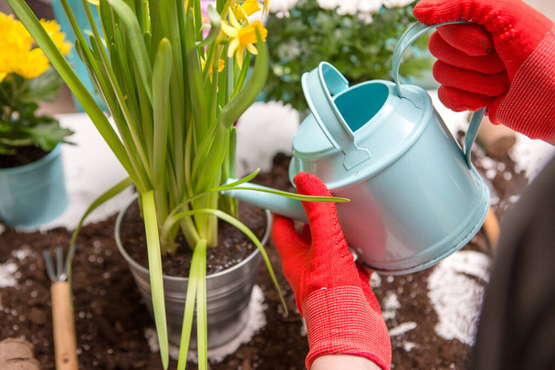 Imagem do solo, regando lata, vaso, mãos humanas em luvas de borracha vermelha flores de rega
 - Foto, Imagem