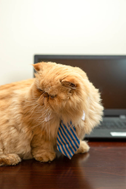 Imagen de gato exótico en corbata rayada en el fondo del ordenador portátil en la habitación
 - Foto, Imagen