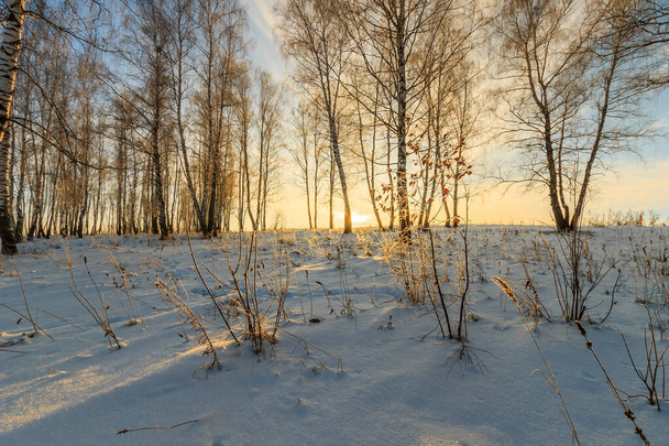  Kış mevsiminde huş ağacında güzel bir günbatımı - Fotoğraf, Görsel