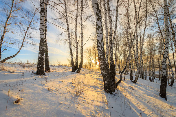  hermoso atardecer en el bosque de abedul en temporada de invierno
 - Foto, Imagen
