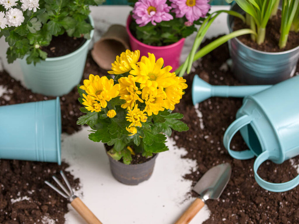 Picture of soil, watering can, flower pot, shovel, rake on empty white background. - Photo, Image