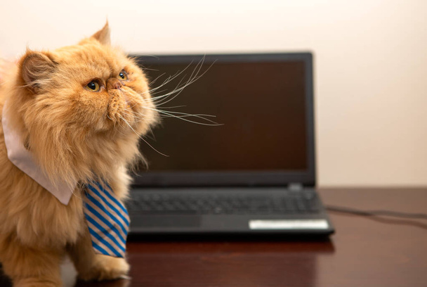 Obrázek exotické kočky s pruhovanou kravatou na pozadí notebooku v pokoji - Fotografie, Obrázek
