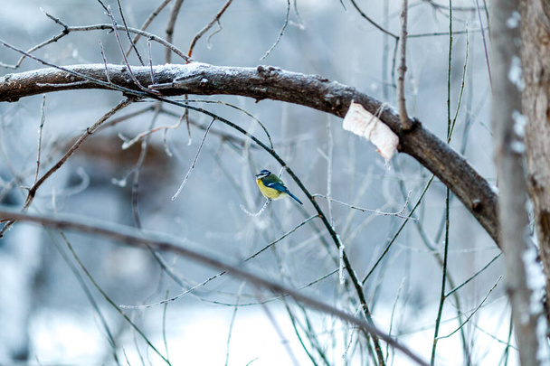 Göğüs uçlu kış ağacı fotoğrafı. - Fotoğraf, Görsel