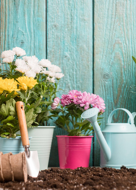 Image of colorful chrysanthemums in pots, watering cans near wooden fence on spring day - Photo, Image