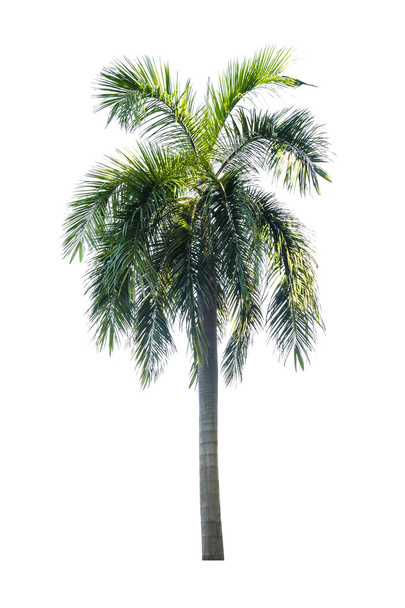 Palma izolowana na białym tle - Zdjęcie, obraz