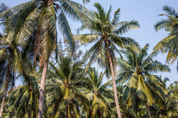 Palm trees on the beautiful blue sky. Thailand - Photo, Image