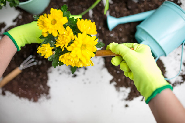Bild auf Menschenhänden in grünen Handschuhen, Blumen auf dem Tisch verpflanzend - Foto, Bild