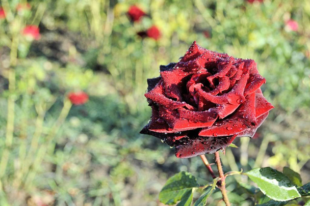Krásná červená růže květina zelený list romantický příroda květ zahrada zátiší slunečný den ráno flóra pozadí - Fotografie, Obrázek