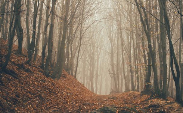 Forest in fog with mist. Fairy spooky looking woods in a misty day. Cold foggy morning in horror forest with trees - Foto, Imagen