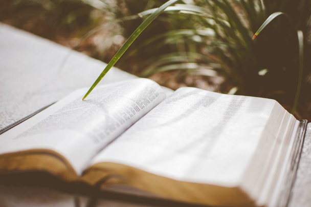 Closeup shot of an open bible near a plant with a blurred background - Fotografie, Obrázek