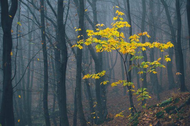 Forest in fog with mist. Fairy spooky looking woods in a misty day. Cold foggy morning in horror forest with trees - Foto, afbeelding