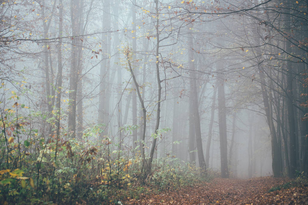 Forest in fog with mist. Fairy spooky looking woods in a misty day. Cold foggy morning in horror forest with trees - Photo, Image