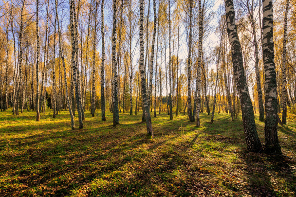 Birch forest on a clear autumn day. - Photo, image