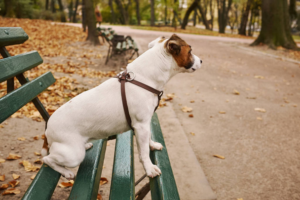 Jack Russell Terrier park bankında sahibini bekliyor. - Fotoğraf, Görsel
