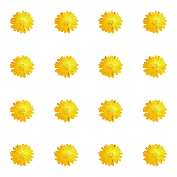 Illustration vectorielle de fleurs photoréaliste
  - Vecteur, image