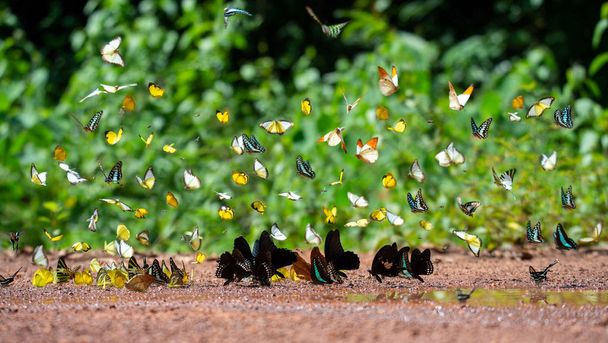 Detailní záběr motýla monarcha, motýla monarcha živícího se růžovými květy v letní zahradě - Fotografie, Obrázek