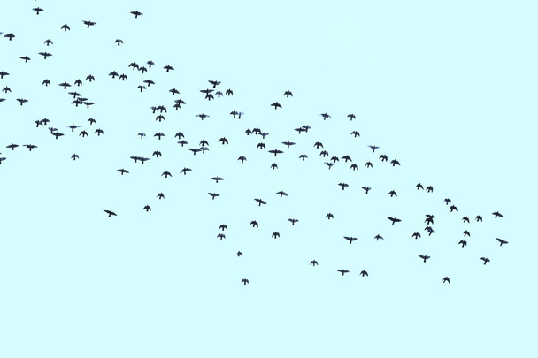 Troupeau d'oiseaux sur fond de ciel bleu
 - Photo, image