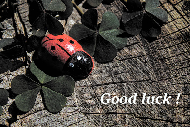 Good luck wishes with clover and a ladybird - Photo, Image