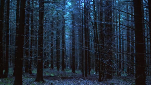 Zauberhafter dunkler Wald mit Lichterketten - Filmmaterial, Video