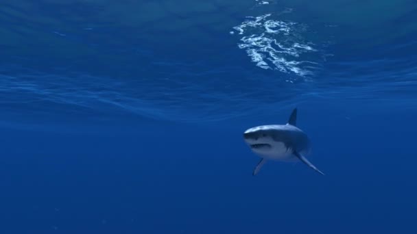 Grote Witte Haai kruist het scherm zwemmen in de buurt van het oppervlak. 3d 4k-animatie. - Video