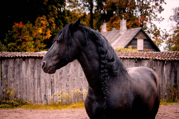 Portrait of beautiful black friesian horse - Photo, Image