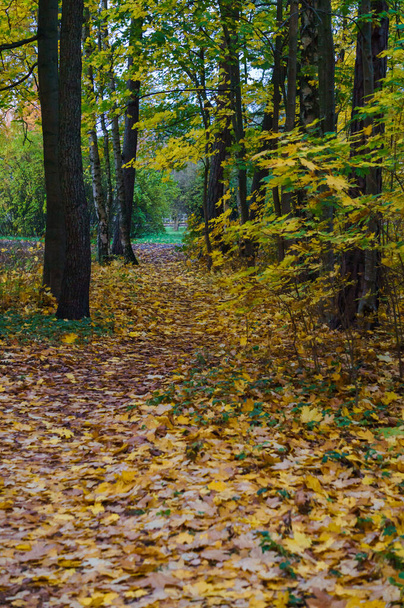 Sarı yapraklı sonbahar ormanı, sonbahar sonu. Sonbaharın renkleri. - Fotoğraf, Görsel