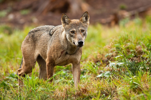 Solitary grey wolf wandering the mountains in summer and looking to camera - 写真・画像
