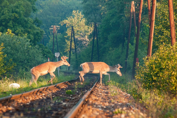 Двоє червоних оленів перетинають залізничну колію в ранковому світлі
. - Фото, зображення