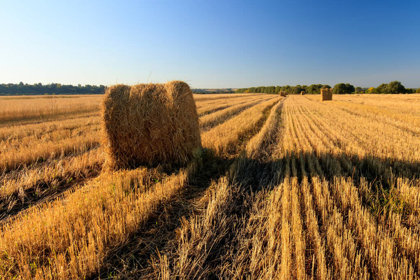 Haystacks на поле в осенний сезон
. - Фото, изображение