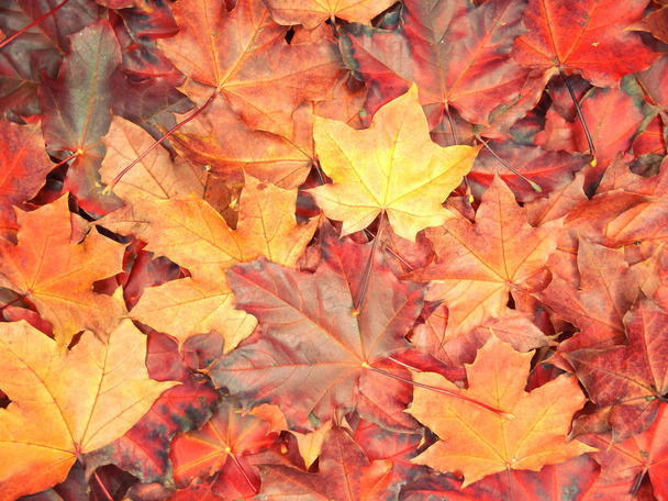 カエデの木と日当たりの良い梁を持つ秋の背景の森 - 写真・画像