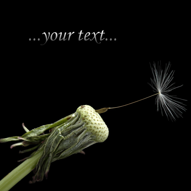 One seed on dandelion - Photo, Image