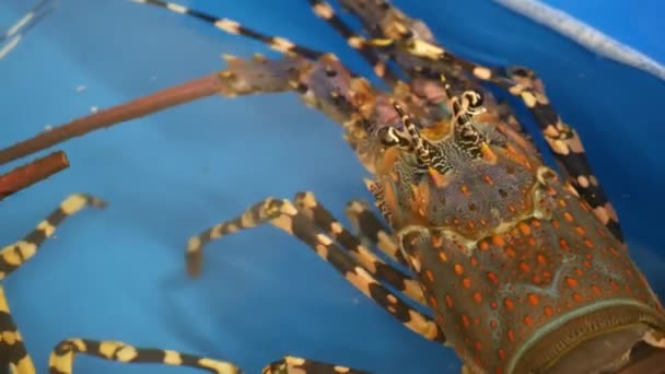 Close up macro, alive raw lobsters in shop. Blue basin with ice water, delicatessen fresh uncooked mediterranean lobsters placed on stall in seafood store. Natural background with marine inhabitants. - Footage, Video