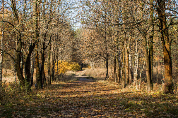 a path in the autumn forest on a Sunny day - Foto, immagini