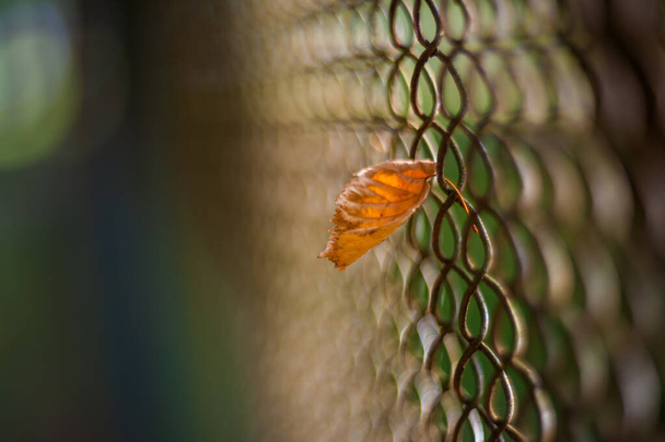 yellow-orange leaf stuck in the mesh of the fence - Photo, Image