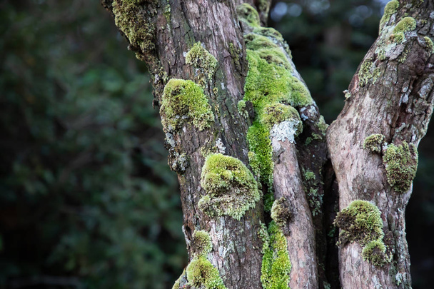Bellissimo muschio verde brillante cresciuto coprire il ramo dell'albero grezzo nella foresta tropicale sempreverde denotano fertilità. tronco pieno della texture muschio in natura per carta da parati. focalizzazione morbida
. - Foto, immagini
