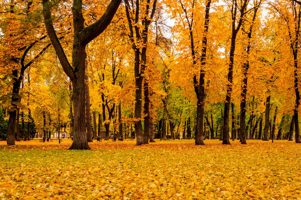 Caída de hojas en el parque en otoño con arces
. - Foto, Imagen