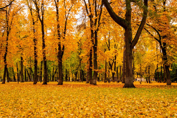 Caída de hojas en el parque en otoño con arces
. - Foto, Imagen