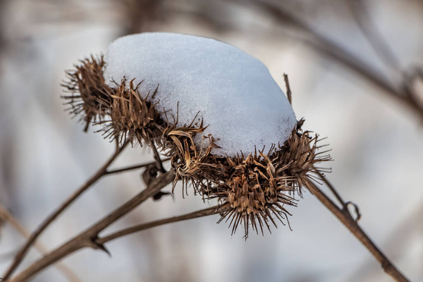 Group of orange prickly fruits of burdock Arctium with snow on the top is on a gray background in winter - Photo, Image