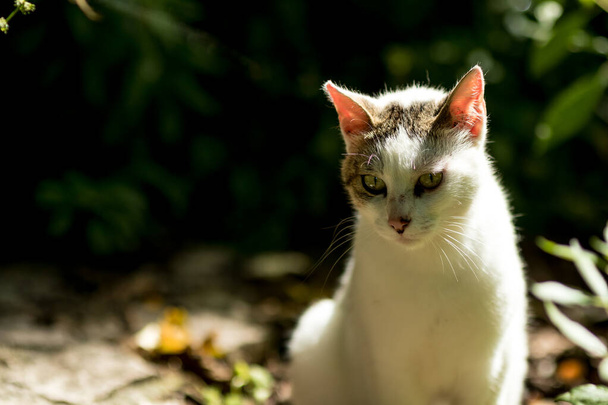 Blanco gato callejero low key naturaleza retrato
 - Foto, Imagen