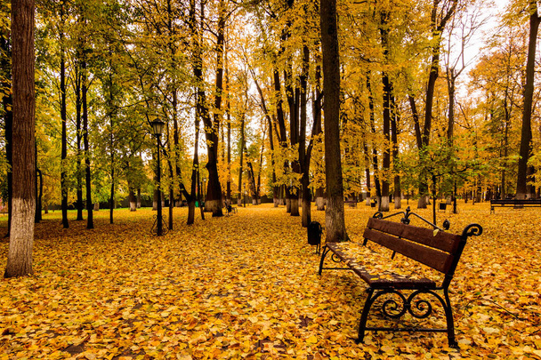 Caída de hojas en el parque en otoño con banco
. - Foto, Imagen
