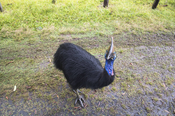 um cassowary capacete em Etty Bay
 - Foto, Imagem