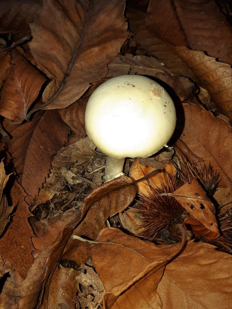 Az őszi aljnövényzet látványa gombával - Fotó, kép
