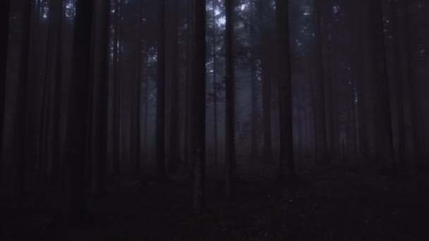 Foresta profonda con nebbia la sera. Cielo bianco sopra le cime degli alberi. Concetto di foresta Horror
 - Filmati, video