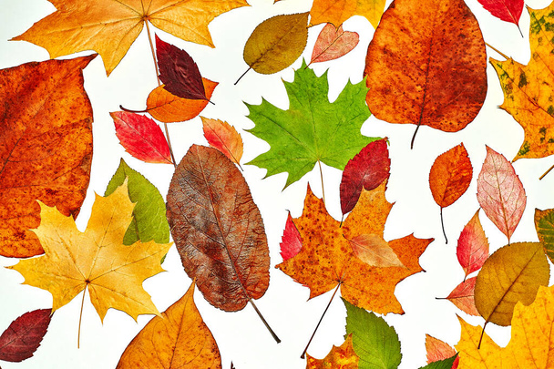 veelkleurige herfstbladeren op geïsoleerde witte achtergrond - Foto, afbeelding