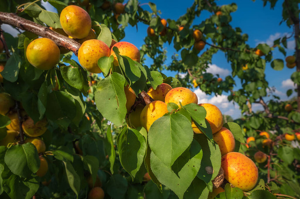 Orangen Aprikosen auf den Bäumen - Foto, Bild