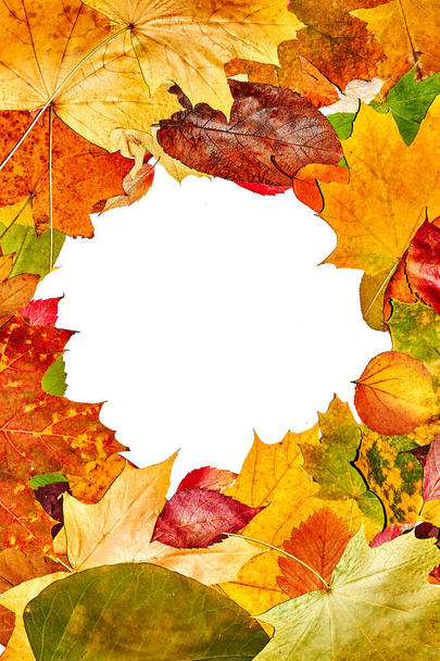 multicolored autumn leaves on isolated white background - 写真・画像