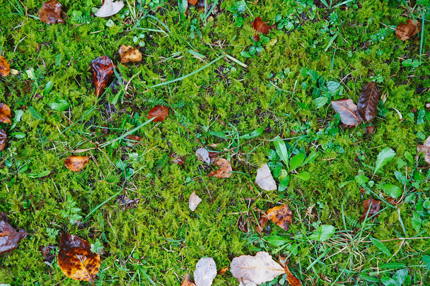 Feuilles d'automne colorées sur un fond de mousse verte et d'herbe. Pour
 - Photo, image