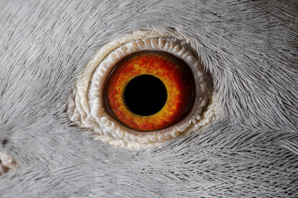 Close up image of racing pigeon eye - Fotó, kép