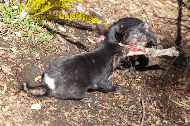 tasmán ördög - Fotó, kép